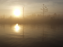 Sepia Fog