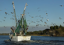 Fishing Boat & Birds