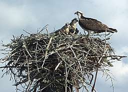 Osprey Nests