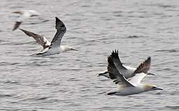 Gannets