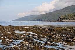 Tidal Pools