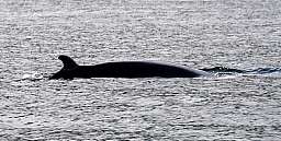 Minke Whale