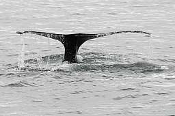 Northern Right Whale