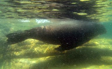 Sea Lions