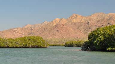 Mangroves