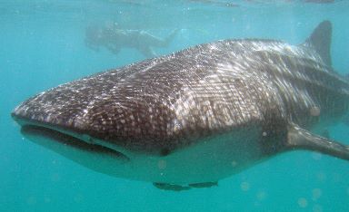 Whale Shark