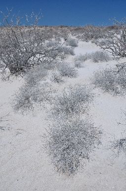 Desert Plants