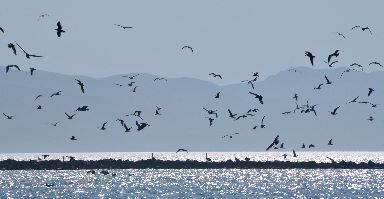 Sea Gulls