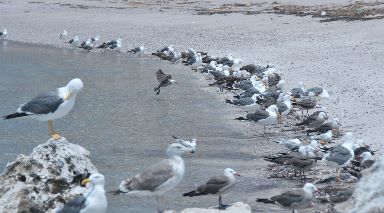 Sea Gulls