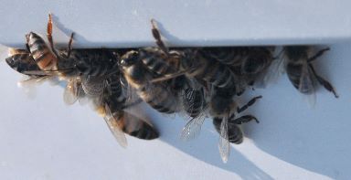 Bees looking for water