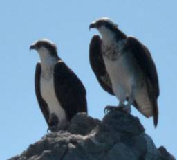 Osprey