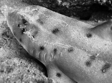 Mexican Horn Shark