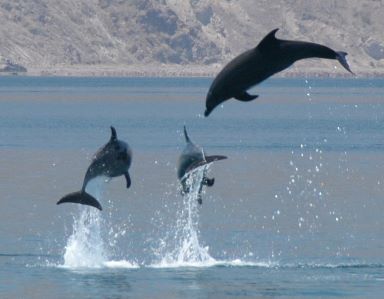 Dolphins