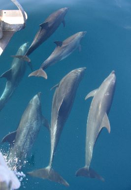 Dolphins on the bow