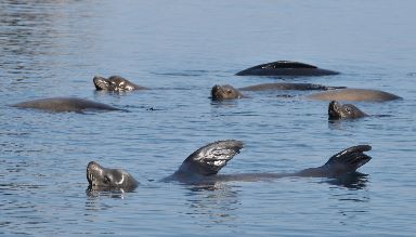 Sea Lions