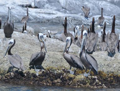 Pelicans