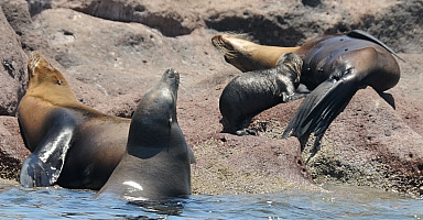 Sea Lions