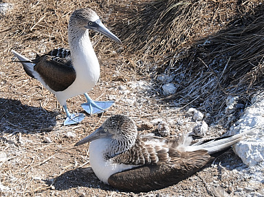 Blue Footed Boobies