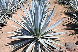 Agave plant