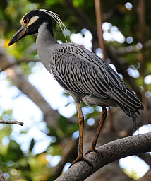 Green Heron