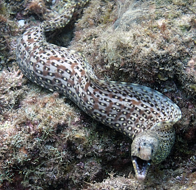 Jewel Moray