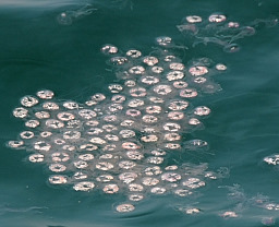 Jelly fish