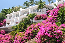 Beautiful Bougainvillea