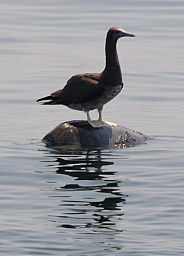 Booby on turtle