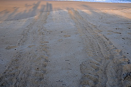 Turtle Tracks