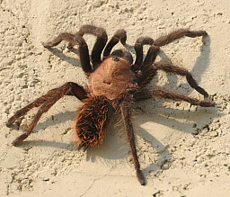 Terantula