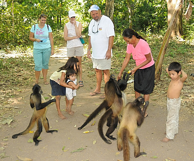 Feeding Monkeys