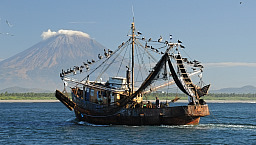 Fishing boat and pelicans