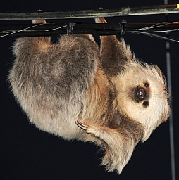 2-toed sloth