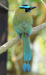 Blue-crowned motmot