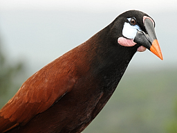 Montezuma Oropendola