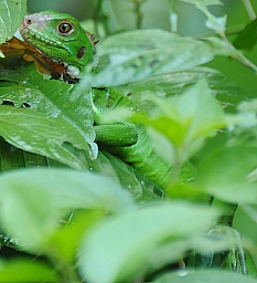 Baby iguana