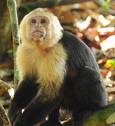 White faced capucian monkey