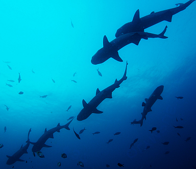 White Tipped Reef Sharks