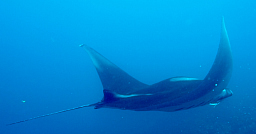 Manta Ray