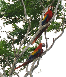 Scarlet Macaws