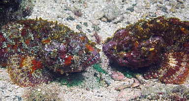 Pair of scorpion fish