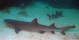 White tipped reef shark