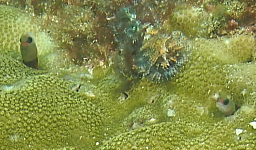 Tufted tube Blenny