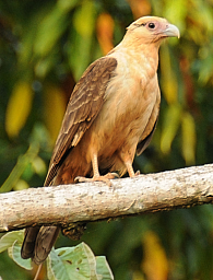 Yellow-headed Caracara