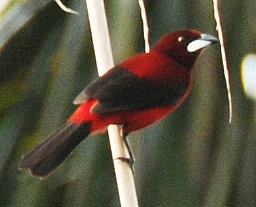 Crimson-collared Tanager