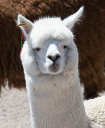 Alpaca