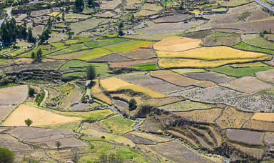 Terraced fields