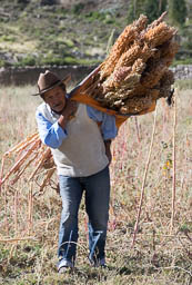 Harvesting quinoa