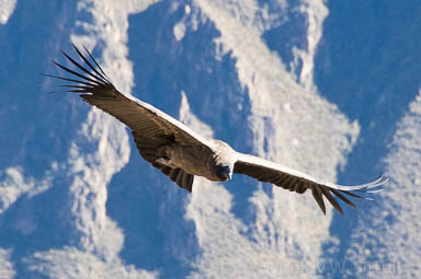 Soaring Condor