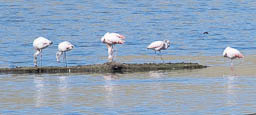 Flamingos